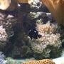 saltwater fish - dascyllus trimaculatus - three spot domino damselfish stocking in 100 gallons tank - g5