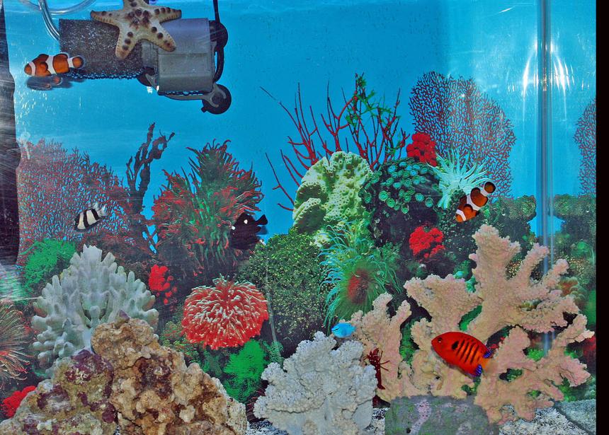 Rated #62: Saltwater Fish - Centropyge Loriculus - Flame Angelfish Stocking In 55 Gallons Tank - my fish