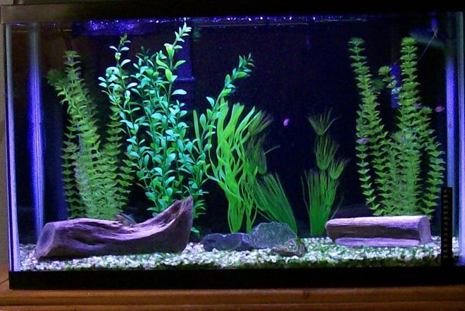 29 gallons freshwater fish tank (mostly fish and non-living decorations) - 3 Blue Three Spot Gourami, 6 Harlequin Rasboras, 1 Chinese Algae Eater, Artificial Plants-Tetra Water Wonders.
Natural driftwood and rocks.