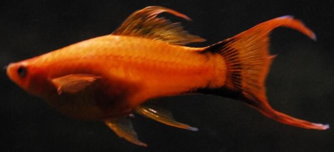 freshwater fish - xiphophorus helleri - hi fin lyretail swordtail stocking in 55 gallons tank - 3" Orange Lyretail Marigold