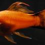 freshwater fish - xiphophorus helleri - hi fin lyretail swordtail stocking in 55 gallons tank - 3" Orange Lyretail Marigold