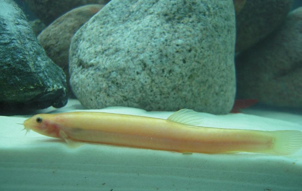 freshwater fish - misgurnus anguillicaudatus - gold dojo loach stocking in 150 gallons tank - Golden Dojo Loach