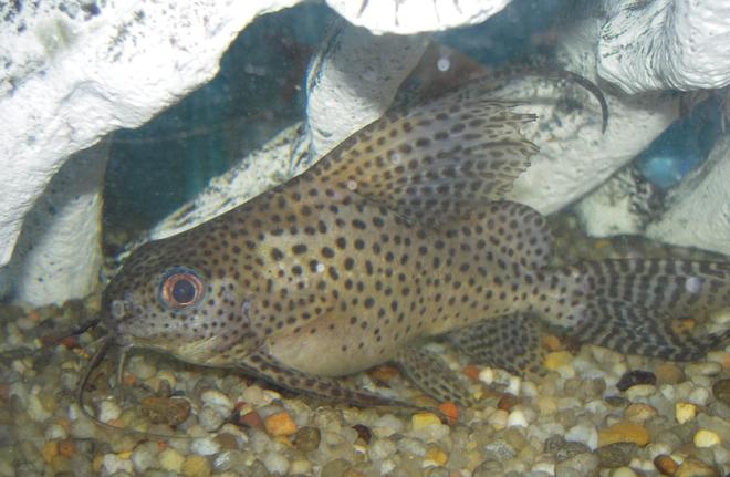 freshwater fish - synodontis eupterus - synodontis eupterus catfish stocking in 150 gallons tank - Synodontis Eupterus Catfish