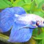 freshwater fish - betta splendens - betta - male stocking in 150 gallons tank - Betta