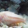 freshwater fish - corydoras aeneus - albino aeneus cory cat stocking in 150 gallons tank - Albino Cory Cat