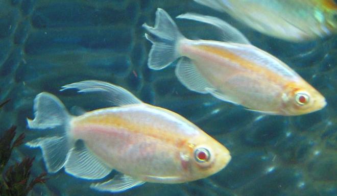 freshwater fish - phenacogrammus interruptus - congo tetra stocking in 150 gallons tank - Albino Congo Tetras
