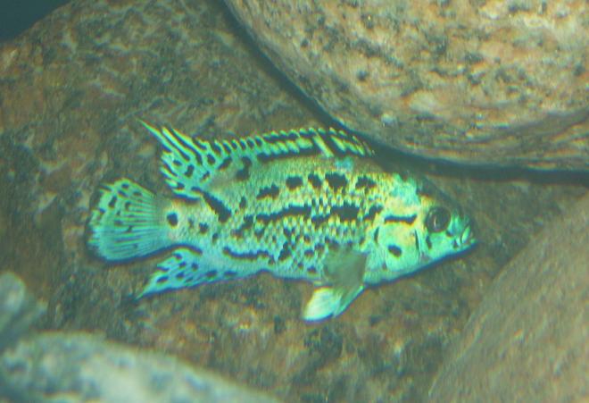 freshwater fish - nandopsis octofasciatum - electric blue jack dempsey stocking in 150 gallons tank - Electric Blue Jack Dempsey