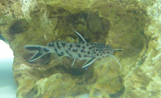 freshwater fish - synodontis petricola - pygmy leopard catfish stocking in 150 gallons tank - Synodontis Petricola