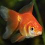 freshwater fish - carassius auratus - fantail goldfish stocking in 55 gallons tank - 2" Fantail Goldfish