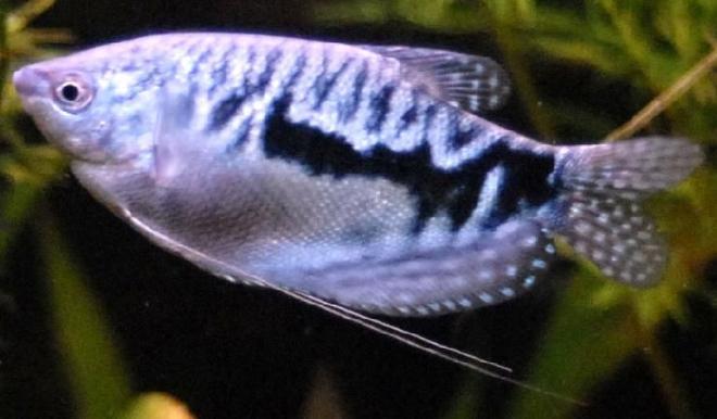 freshwater fish - trichogaster trichopterus - opaline gourami stocking in 55 gallons tank - 3" Blue Guarami