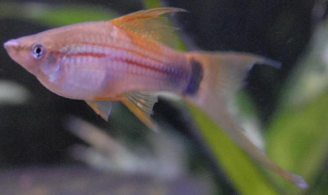 freshwater fish - xiphophorus helleri - neon swordtail stocking in 55 gallons tank - 4" Green Marigold Swordtail