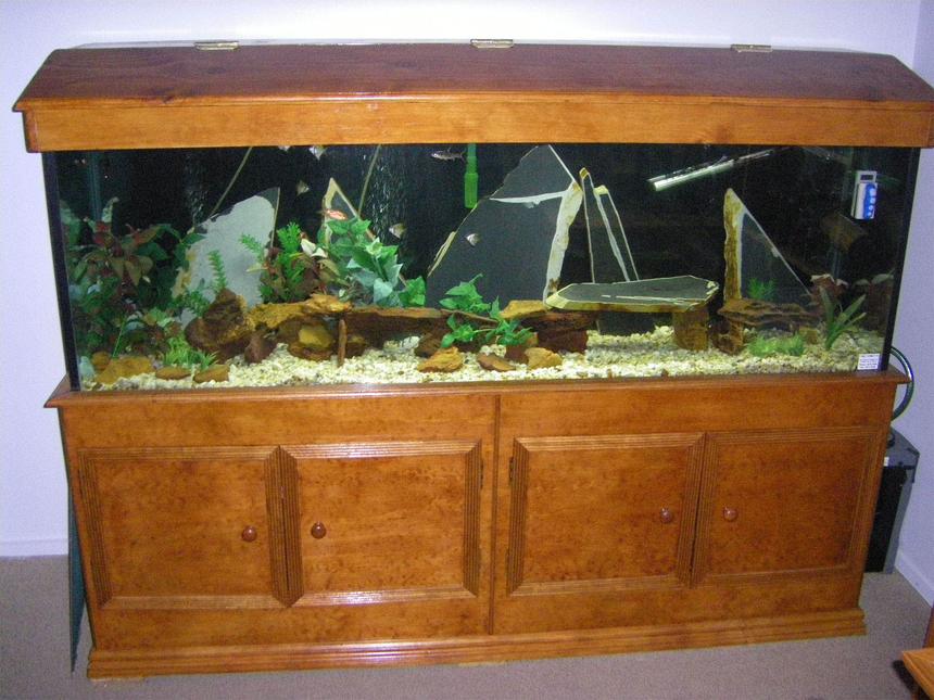 Rated #2831: 130 Gallons Freshwater Fish Tank - 6FT x 2FTx  1.5FT
300watt Heater, 2100 L/PH internal filter
NCF-1500 external filter

Fish:
6 x Australian Monos
2 x Bala sharks
1 x Black shark (20cm+)
4x Rossy barbs (getting rid of them)

Adding to tank:
1 X Pleco
10 x Yoyo loach