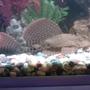 freshwater fish - hypostomus plecostomus - common pleco stocking in 190 gallons tank - Leo, posing for his pic again!!