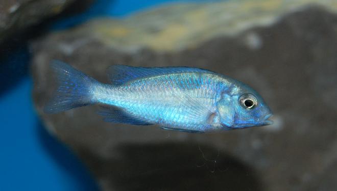 freshwater fish - cyrtocara moorii - blue dolphin cichlid stocking in 55 gallons tank - Haplochromis moorii African Cichlid