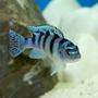 freshwater fish - metriaclima lombardoi - kenyi cichlid stocking in 55 gallons tank - African Cichlid