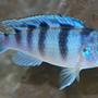 freshwater fish - metriaclima lombardoi - kenyi cichlid stocking in 55 gallons tank - African Cichlid