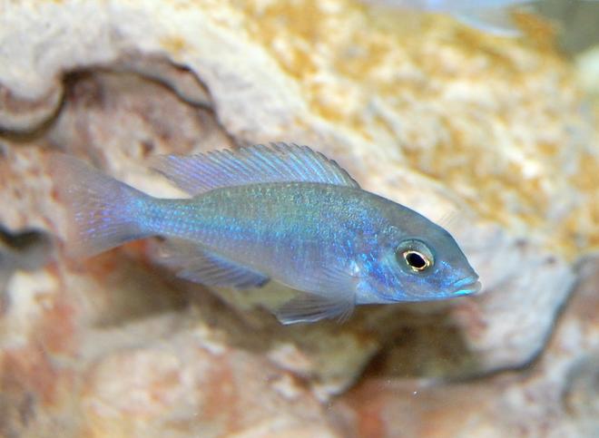 freshwater fish - cyrtocara moorii - blue dolphin cichlid stocking in 55 gallons tank - Haplochromis moorii African Cichlid