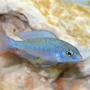 freshwater fish - cyrtocara moorii - blue dolphin cichlid stocking in 55 gallons tank - Haplochromis moorii African Cichlid