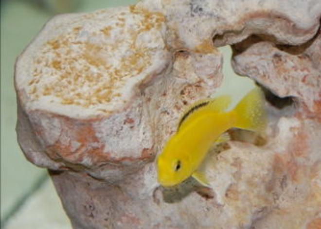 freshwater fish - labidochromis caeruleus - electric yellow cichlid stocking in 55 gallons tank - African Cichlid