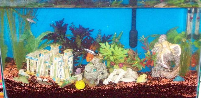 freshwater fish - heros severus x amphilophus citrinellum - blood parrot stocking in 30 gallons tank - 30 gallon Blood Parrot tank with sunken Atlantis theme.