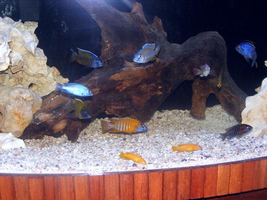 Rated #162: Freshwater Fish - Cyrtocara Moorii - Blue Dolphin Cichlid Stocking In 90 Gallons Tank - african cichlids mixed 90 gallons