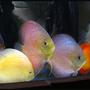 freshwater fish - oriental dream discus stocking in 127 gallons tank - Discus. Super Eruption, Albino Yellow Chrystal, Leopard and Red Melon