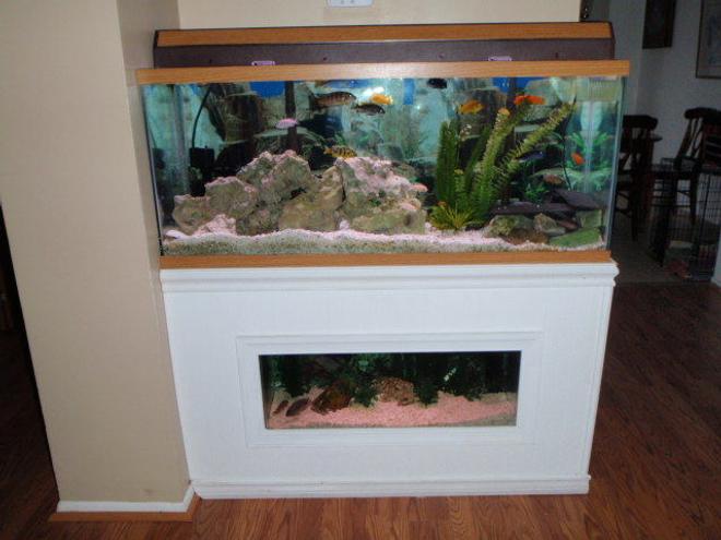 55 gallons freshwater fish tank (mostly fish and non-living decorations) - 55 Gallon African cichlid above 20 gallon SA cichlid tank