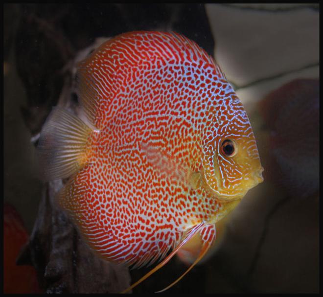 freshwater fish - oriental dream discus stocking in 127 gallons tank - Discus Super Eruption