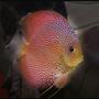 freshwater fish - oriental dream discus stocking in 127 gallons tank - Discus Super Eruption