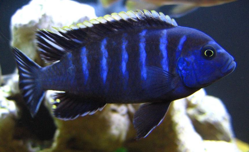 Rated #144: Freshwater Fish - Pseudotropheus Red Top Gallireya Stocking In 125 Gallons Tank - Red top dwarf