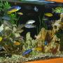 fish tank picture - Tank