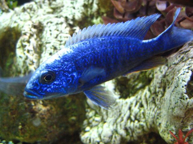 freshwater fish - sciaenochromis fryeri - electric blue hap stocking in 125 gallons tank - Hap Ahli, Electric Blue