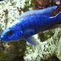 freshwater fish - sciaenochromis fryeri - electric blue hap stocking in 125 gallons tank - Hap Ahli, Electric Blue