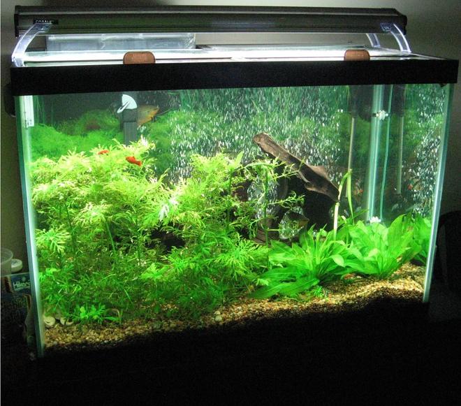 65 gallons planted tank (mostly live plants and fish) - This is my main tank - it's 65 gallons