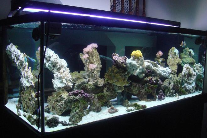 300 gallons reef tank (mostly live coral and fish) - 300 Gallon Saltwater Aqurarium.  Mainly a fish only tank with some corals.
