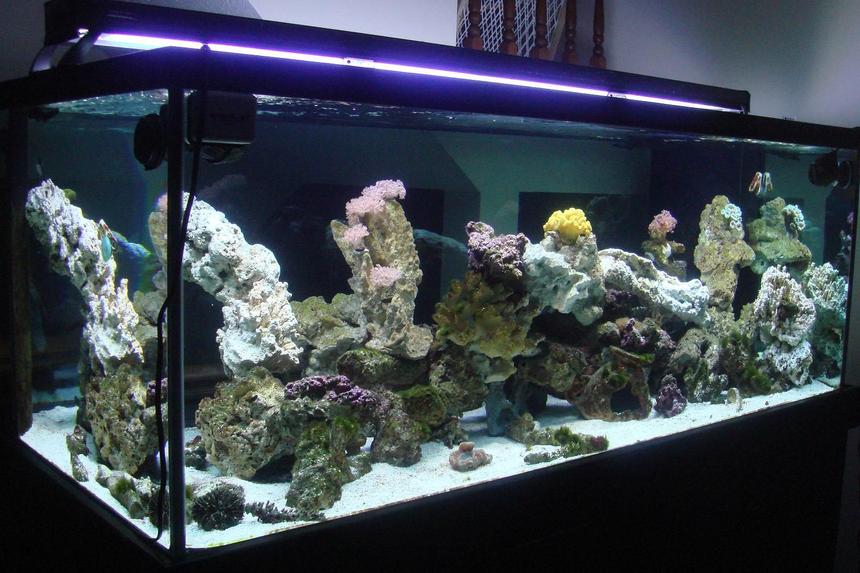 Rated #90: 300 Gallons Reef Tank - 300 Gallon Saltwater Aqurarium.  Mainly a fish only tank with some corals.