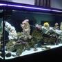 300 gallons reef tank (mostly live coral and fish) - 300 Gallon Saltwater Aqurarium. Mainly a fish only tank with some corals.