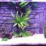 110 gallons freshwater fish tank (mostly fish and non-living decorations) - My New Tank Set Up, No fish in it yet