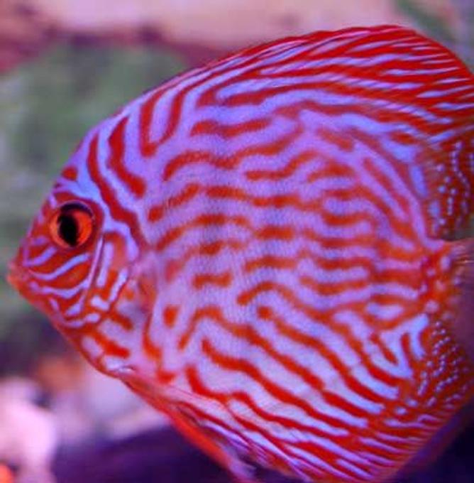 freshwater fish - symphysodon spp. - red turquoise discus stocking in 38 gallons tank - another red turquoise