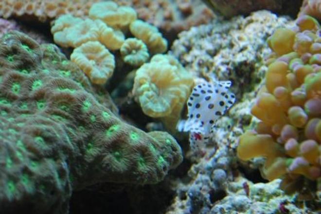 corals inverts - favites sp. - super green favia brain stocking in 60 gallons tank - Panther grouper (Dottie)