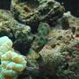 saltwater fish - synchiropus picturatus - spotted mandarin stocking in 60 gallons tank - Goby (Mr Rogers)