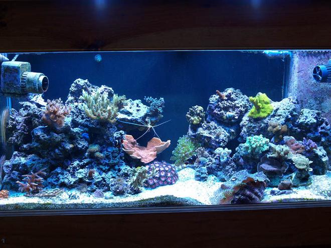 75 gallons reef tank (mostly live coral and fish) - 75g taken 1/1/2009