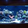 75 gallons reef tank (mostly live coral and fish) - 75g taken 1/1/2009