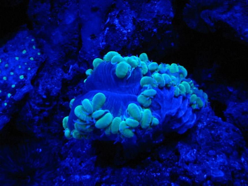 Rated #85: Corals Inverts - Plerogyra Sinuosa - Bubble Coral, Green Stocking In 75 Gallons Tank - Night Shot Green Bubble