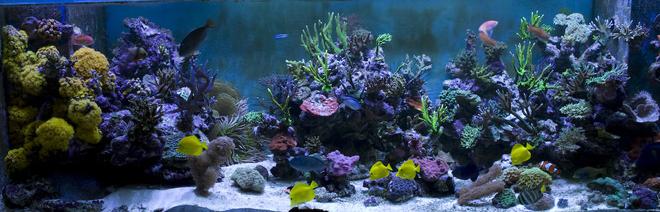 saltwater fish - zebrasoma flavescens - yellow tang - hawaii stocking in 400 gallons tank - 7.5 ft Long - 3 ft Wide - 2.5ft High
6 Ft Sump = 400 UK Gallons

8 Streams all hidden in Weirs
GHL Profilux

4 * 400 Watt Halides with Coralview Electronic Ballasts and Luminarc 3 Reflectors.  Currently using 20k Radium lamps

Aquamedic 5000 Twin Skimmer
Aquamedic Titan 2000 Chiller

2 * 150 gallon water change VATS