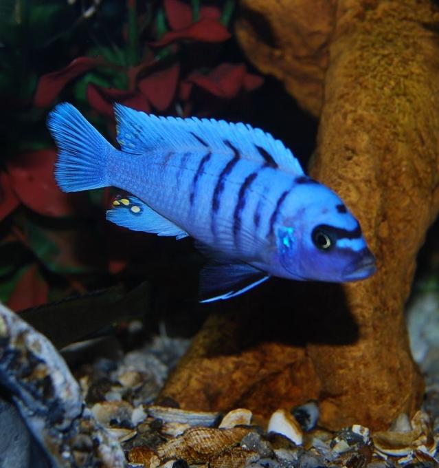 freshwater fish - cynotilapia afra - afra cichlid stocking in 125 gallons tank - Blue Reef # 2