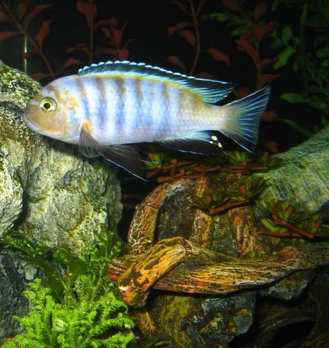 freshwater fish - pseudotropheus saulosi - saulos's mbuna stocking in 125 gallons tank - WILD Caught Purple Lion
