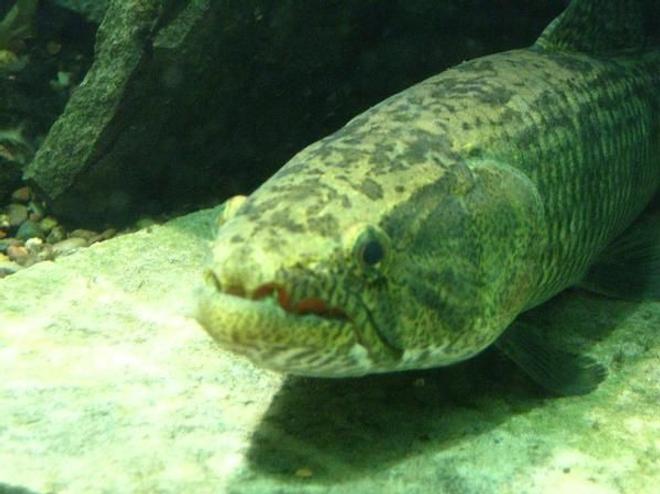 saltwater fish - anarhichas lupus - atlantic wolffish stocking in 200 gallons tank - wolf fish