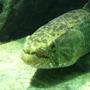 saltwater fish - anarhichas lupus - atlantic wolffish stocking in 200 gallons tank - wolf fish