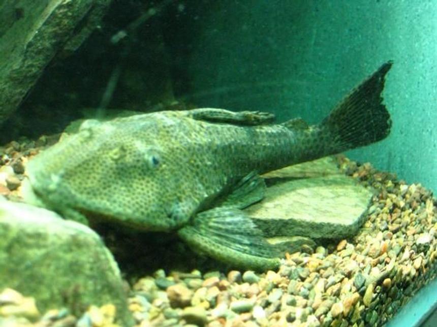 Rated #1298: Freshwater Fish - Glyptoperichthys Gibbiceps - Sailfin Pleco (l-83) Stocking In 200 Gallons Tank - pleco